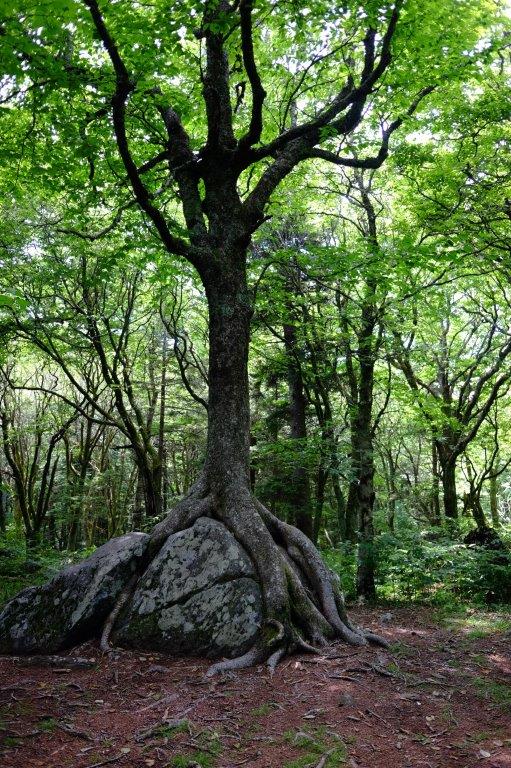 Tree on a rock