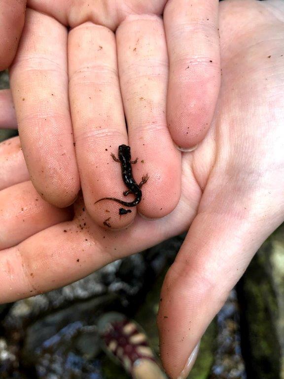 The tiniest salamander